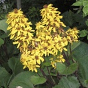 [1LIGLLAN01] Ligularia little lantern