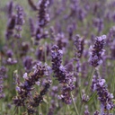 [1LAVAGRO01] Lavandula grosso (angustifolia)