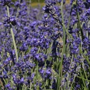 [1LAVAMUN01] Lavandula munstead (angustifolia)