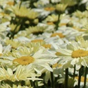 [1LEUBACR01] Leucanthemum banana cream