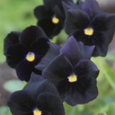 [1VIOBOBL01] Viola bowles black