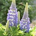 [1LUPMGBB01] Lupinus mini gallery blue bicolor