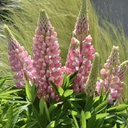 [1LUPMGPB01] Lupinus mini gallery pink bicolor