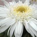 [1LEUHIGW01] Leucanthemum highland white dream