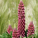 [1LUPMGRE01] Lupinus mini gallery red