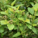 Physocarpus tiny wine (opulifolius)