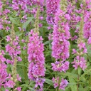 [1LYTSROB02] Lythrum robert (salicaria)