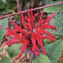 [1MONDCOR02] Monarda colrain red (didyma)