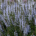 [1SALCRBL02] salvia crystal blue (nemorosa)