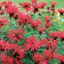 [1MONGARD02] Monarda gardenview scarlet