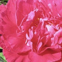 [1PAEKANS02] Paeonia kansas (Lactiflora)