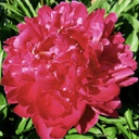 [1PAEKARL02] Paeonia karl rosenfield (Lactiflora)