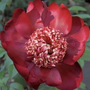 [1PAENIBE02] Paeonia nippon beauty (Lactiflora)