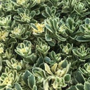 [1SEDRGBW01] Sedum rockn grow boogi woogi