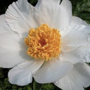 [1PAEWHIW02] Paeonia white wings (lactiflora)