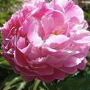 [1PAEWIBA02] Paeonia wiesbaden (lactiflora)