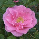 Rosa jen Munk