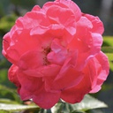 Rosa nouvelle france