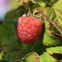 Framboise encore