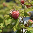 Framboise heritage