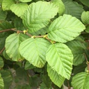 Alnus crispa