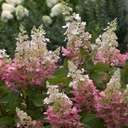 Hydrangea pinky winky (panniculata)