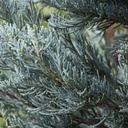 Juniperus scopulorum moffat blue