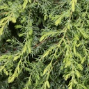 Juniperus communis gold cone