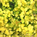 Berberis thunbergii aurea nana