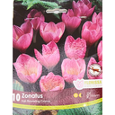 Bulbes : Crocus - Zonatus