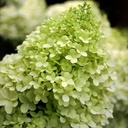 Hydrangea limelight (paniculata)