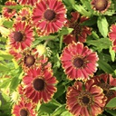 [1HELEMBA02] Helenium aut. mariachi bandera