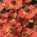 [1HELEMSA02] Helenium aut. mariachi salsa