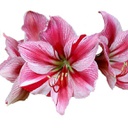 Amaryllis "Gervase"