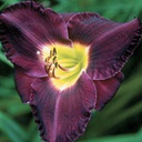 [1HEMBELA02] Hemerocallis bela lugosi