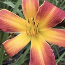 [1HEMEVRR01] Hemerocallis everydaylily red ribs