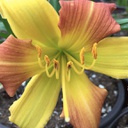 [1HEMEVYP01] Hemerocallis everydaylily yellow punch