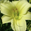 [1HEMHAPP02] Hemerocallis happy returns