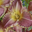 [1HEMJUDJ01] Hemerocallis judy judy