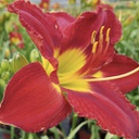 [1HEMPASS01] Hemerocallis passion for red