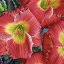 [1HEMREDH01] Hemerocallis red hot return