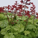 [1HEUAPPL01] Heuchera applentini (dolce)