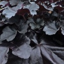 [1HEUBLPE01] Heuchera black pearl