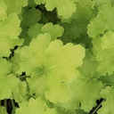 [1HEULIMR01] Heuchera lime rickey