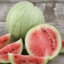 Semences melon d'eau King and Queen winter biologique