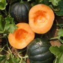 Semences melon Noir des Carmes biologique