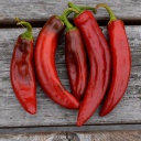 Semences piment paprika hongrois biologique