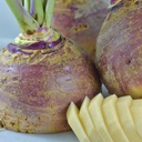 Semences rutabaga Fortin biologique