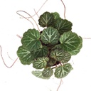 Begonia strawberry