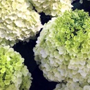 Hydrangea moonrock